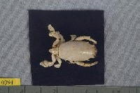 藏品(鋸額仿蛙蟹)的圖片